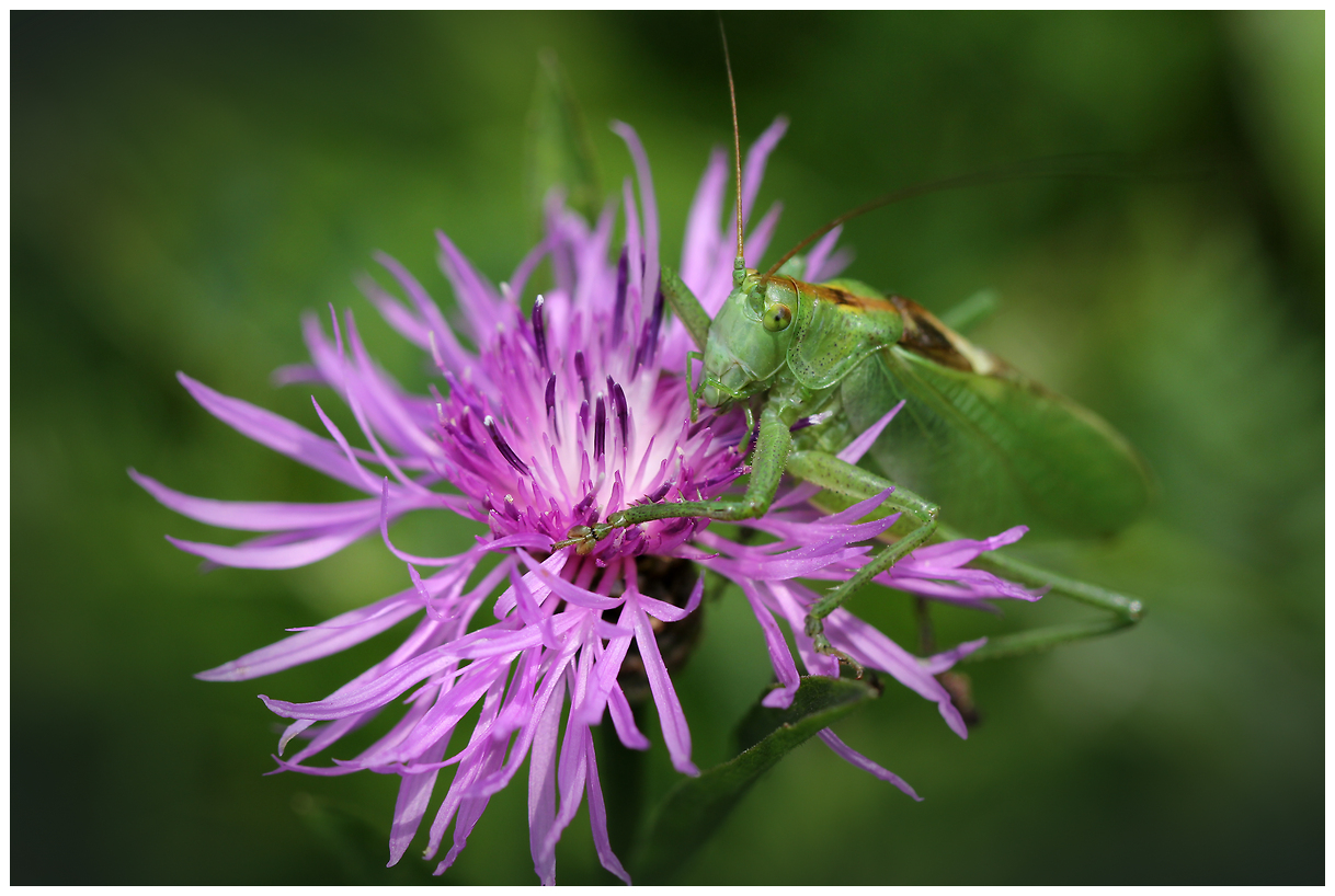 photo "Mimicry" tags: nature, macro and close-up, 