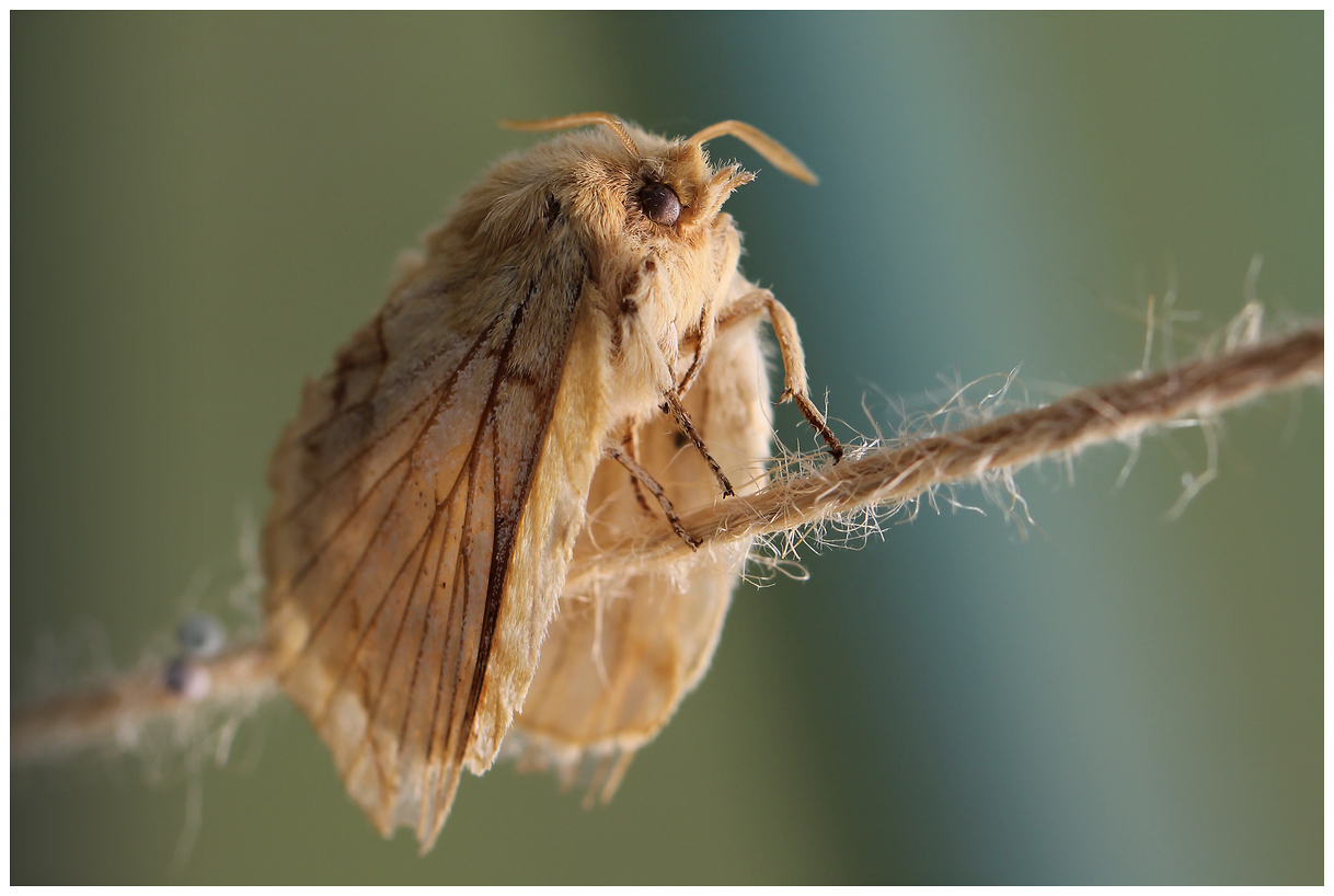 photo "An unknown creature" tags: nature, macro and close-up, 