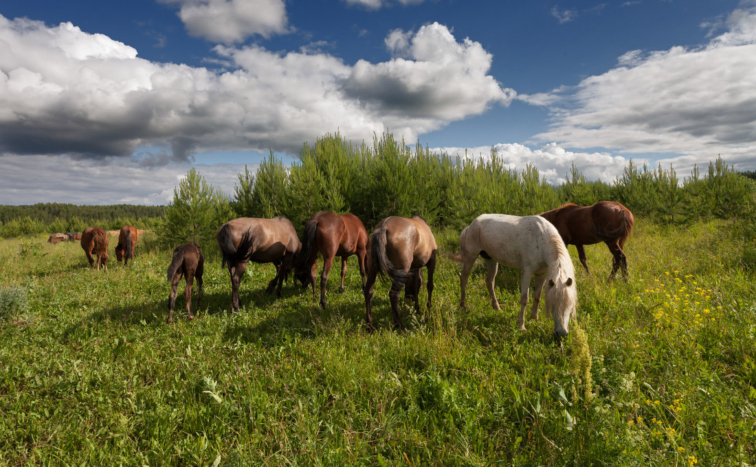 photo "***" tags: landscape, 