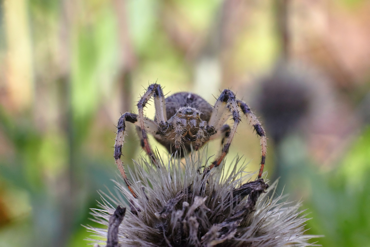 photo "***" tags: macro and close-up, 