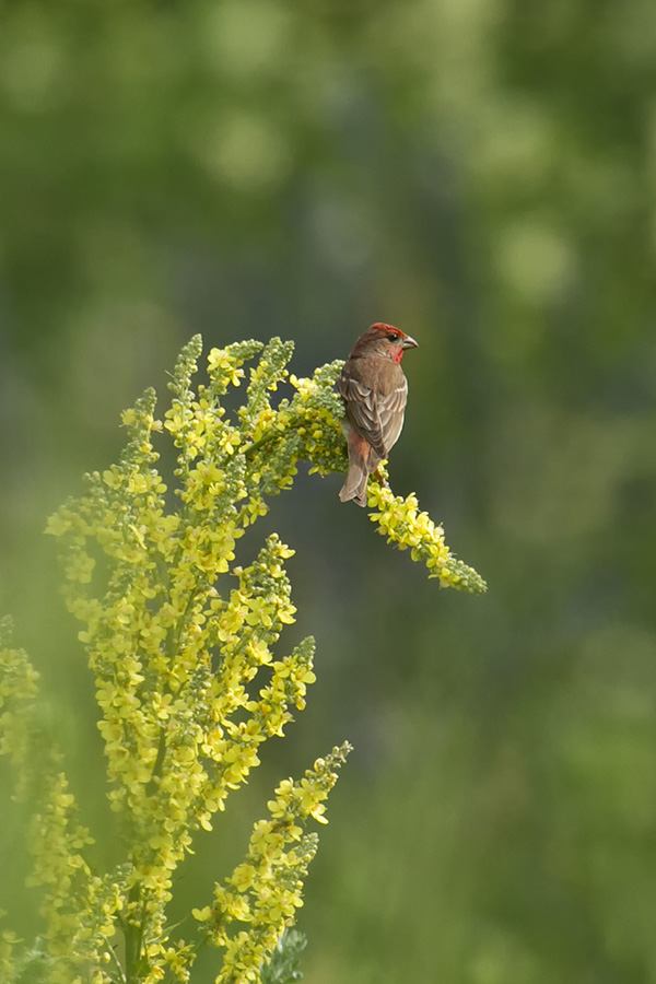 photo "***" tags: nature, bird, Башкирия, красный воробей, чечевица