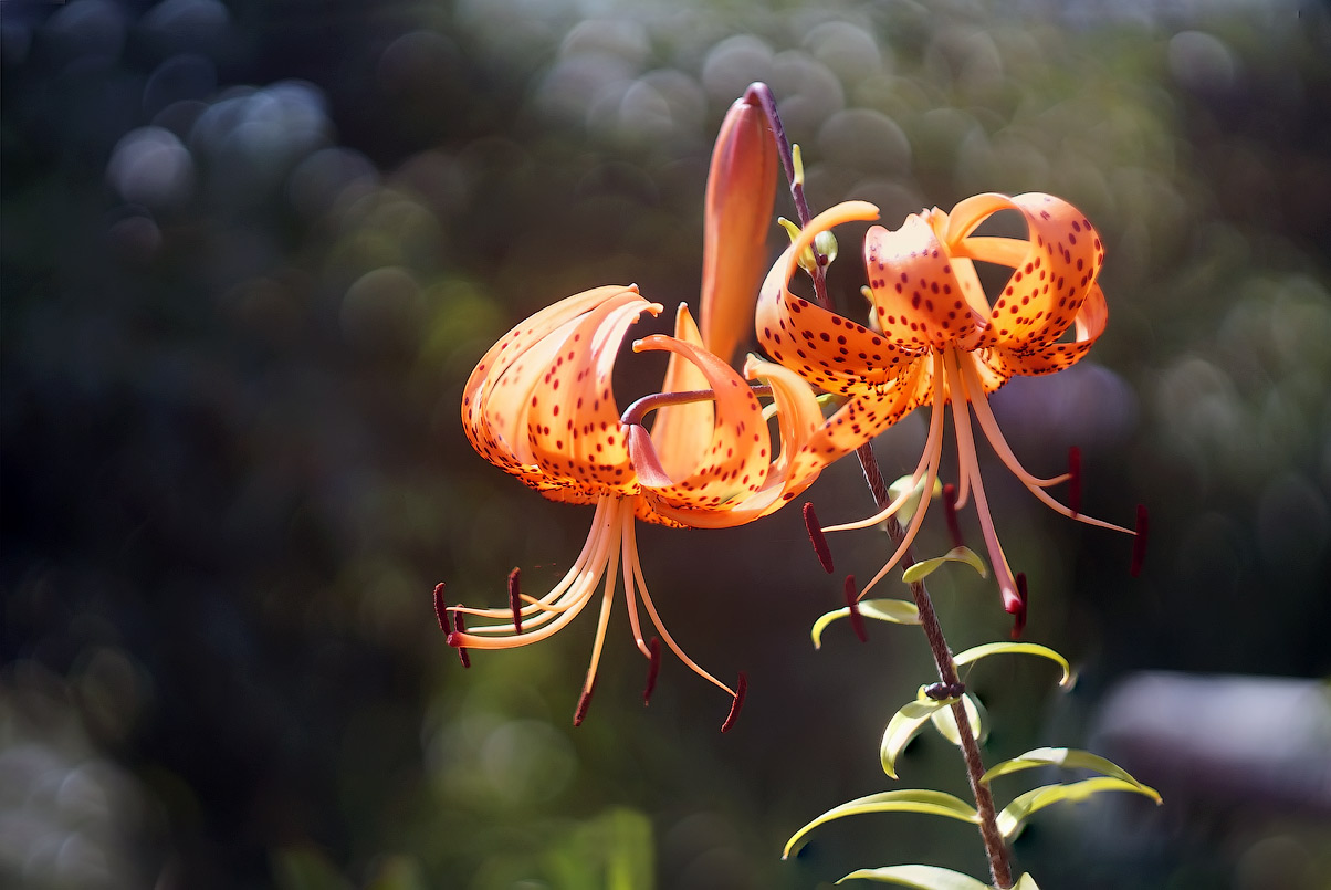 photo "Favorite flower of a tiger" tags: macro and close-up, flowers