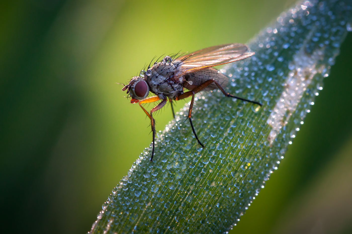 photo "***" tags: macro and close-up, 