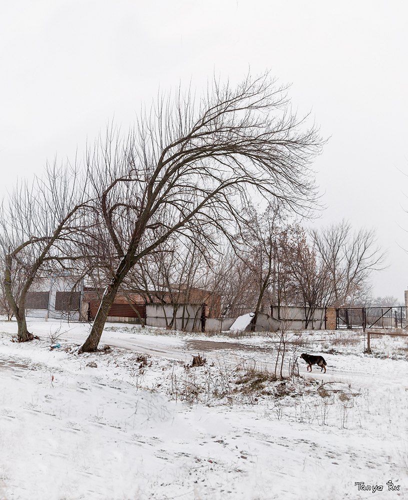 photo "***" tags: landscape, nature, road, жизнь животных