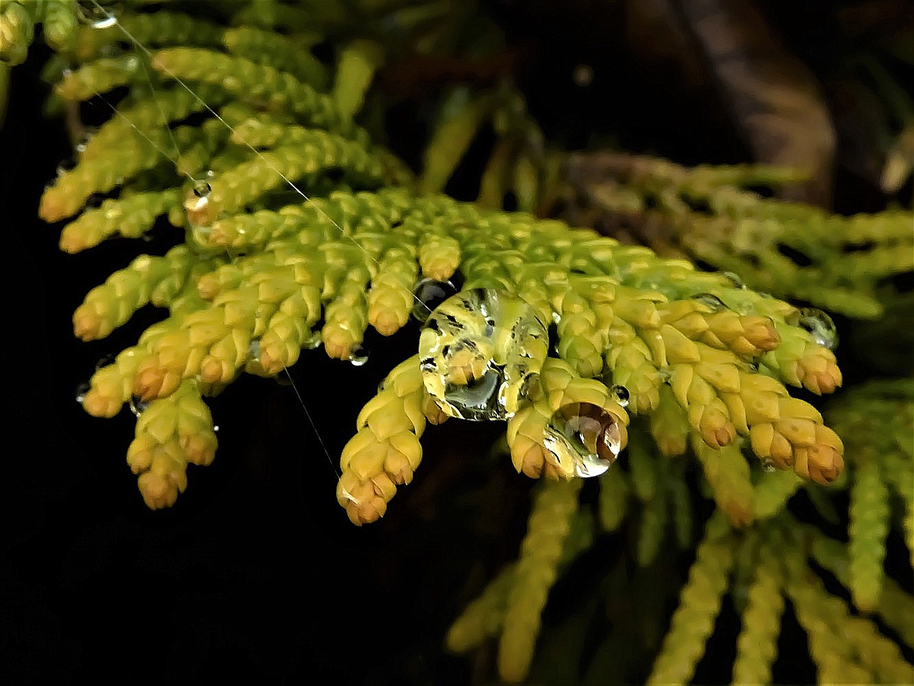 photo "***" tags: macro and close-up, nature, 