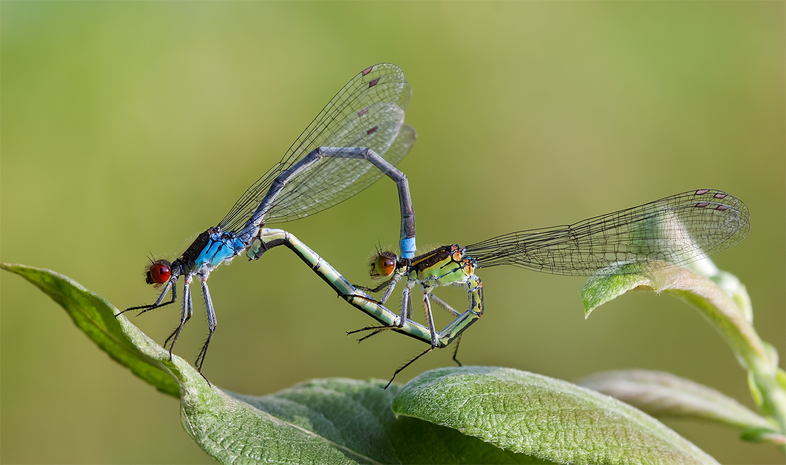 photo "***" tags: macro and close-up, 