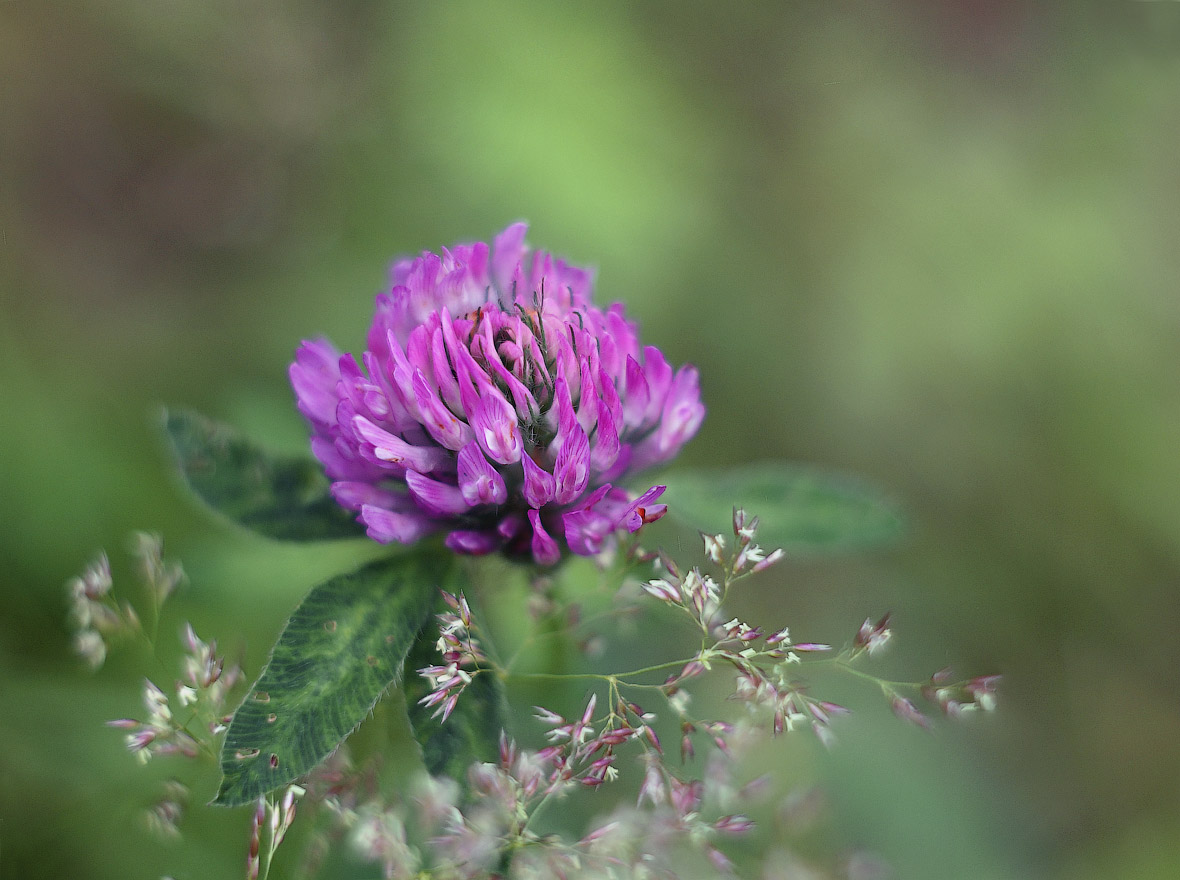 photo "Summer is coming to an end" tags: nature, macro and close-up, flowers