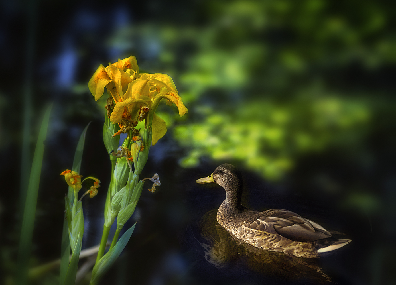 фото "когда цветёт болотный ирис" метки: пейзаж, природа, болотный ирис, болотце, пруд, утка