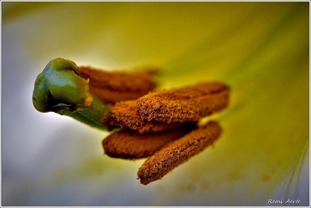 photo "***" tags: nature, macro and close-up, 