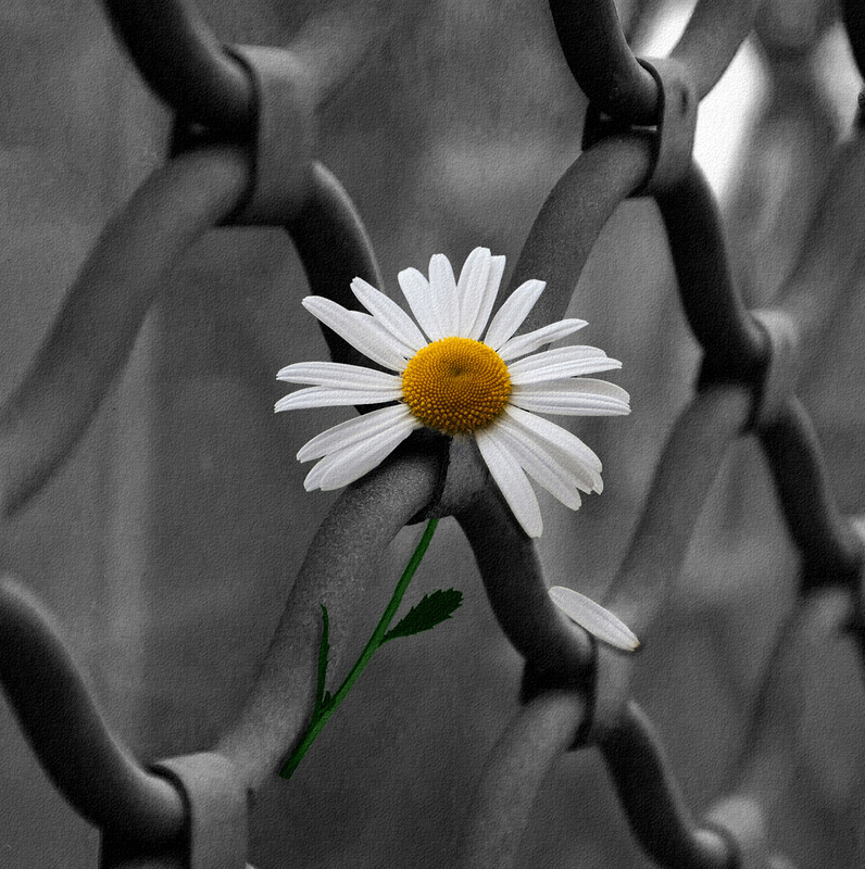 photo "M'ama, non m'ama..." tags: digital art, misc., Conceptual, Daisy, flowers