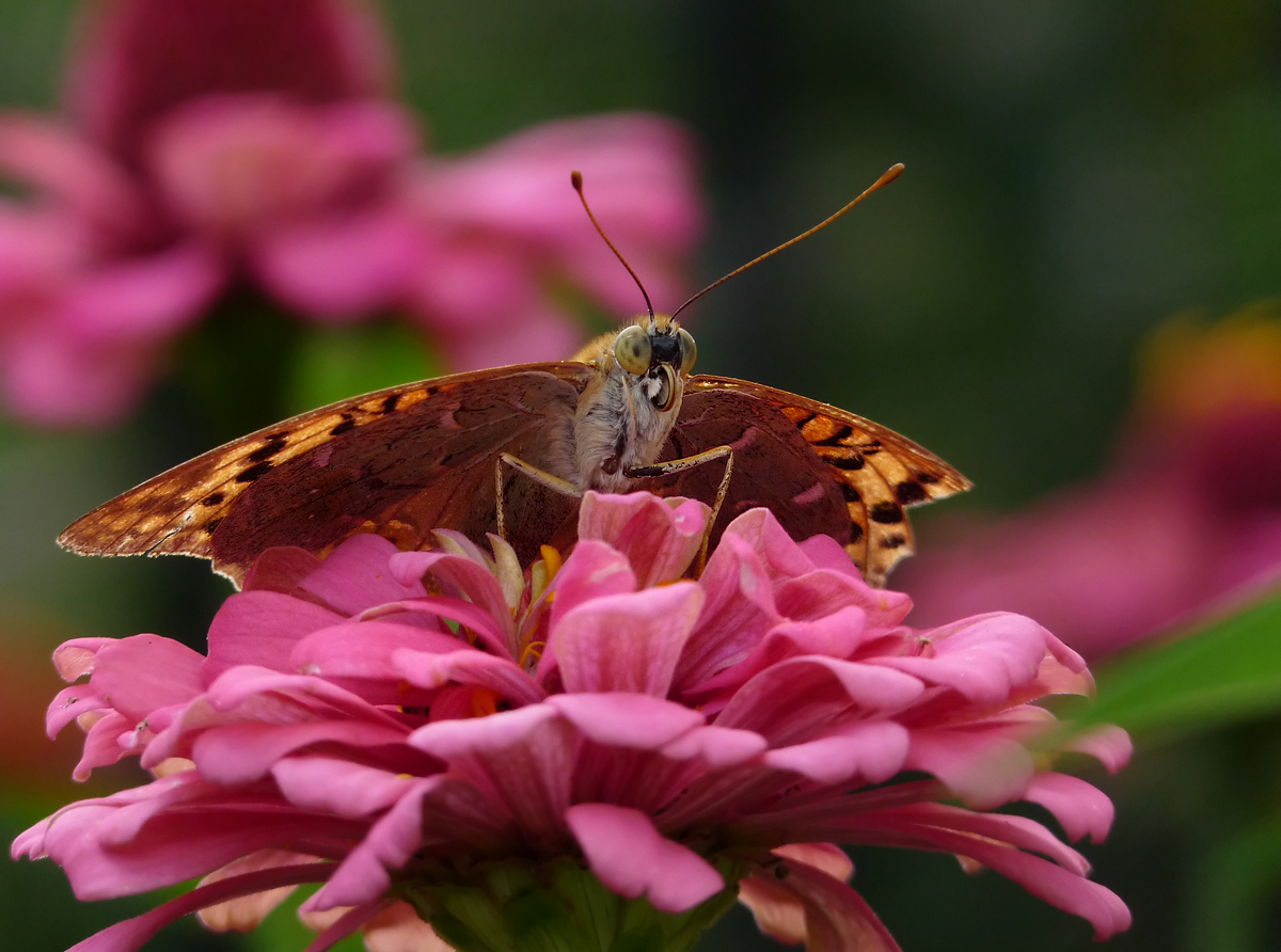 photo "***" tags: macro and close-up, nature, insect