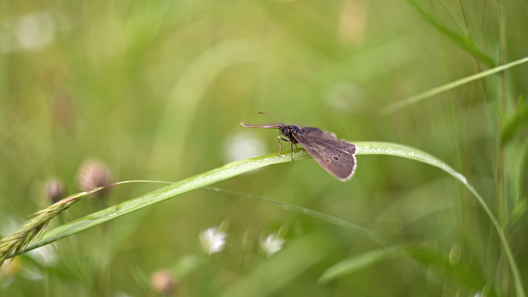 photo "***" tags: macro and close-up, 