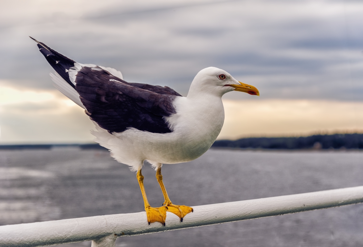 photo "Seagull" tags: nature, 