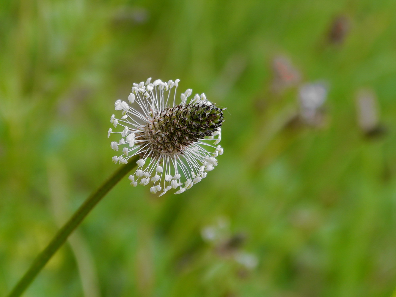 photo "***" tags: nature, 