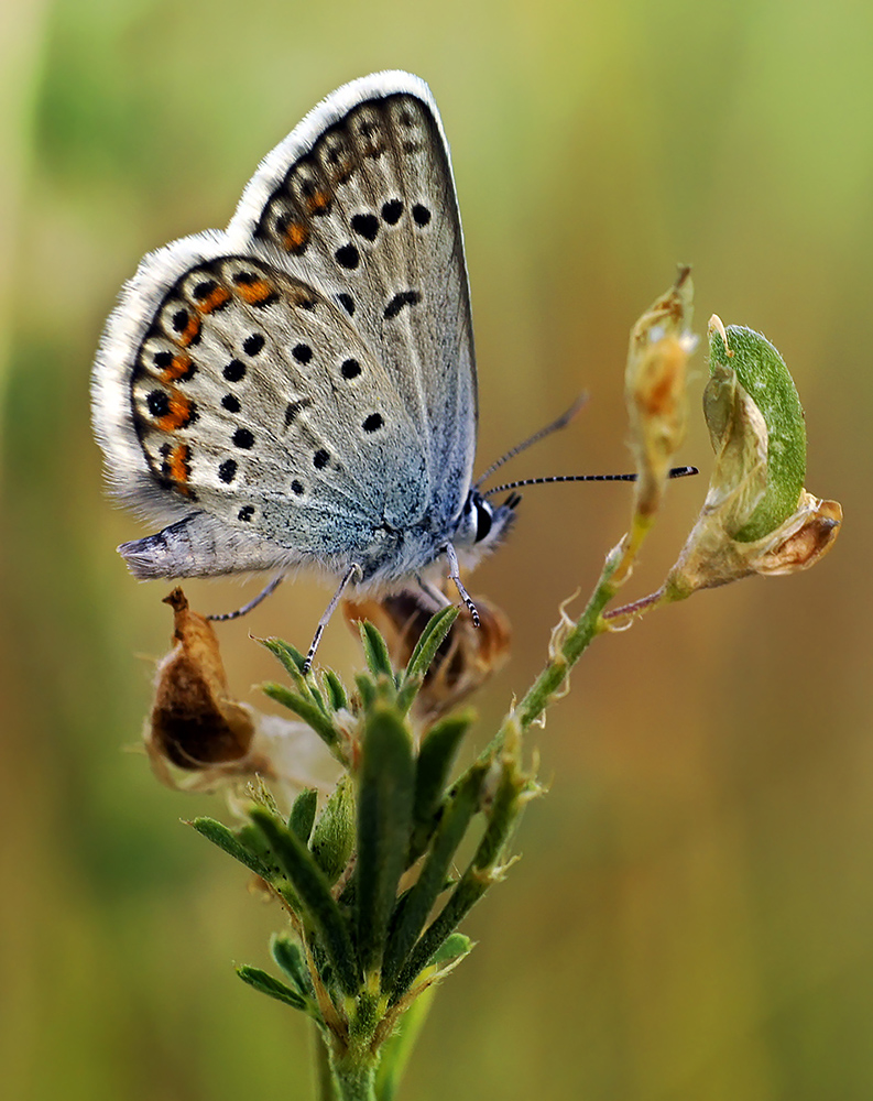 photo "***" tags: macro and close-up, nature, насекомое .макро