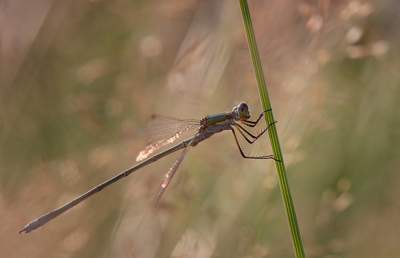 photo "***" tags: macro and close-up, 