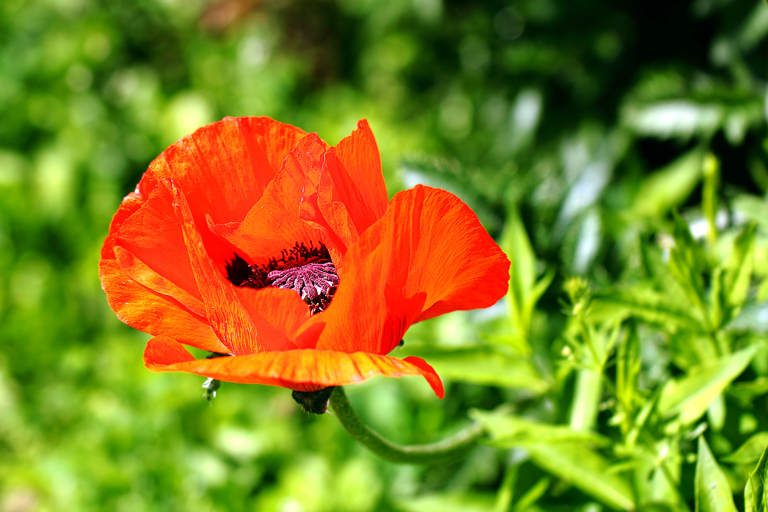 photo "Красный цветок мака (Papaver)" tags: macro and close-up, nature, misc., dicotyledones, flowers, papaveraceae, poppy, ranunculales, маки, соцветие, соцветия, цветок