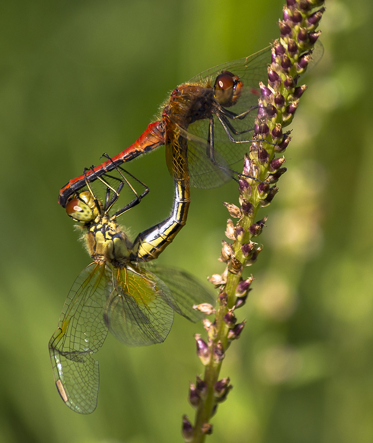 photo "***" tags: macro and close-up, 