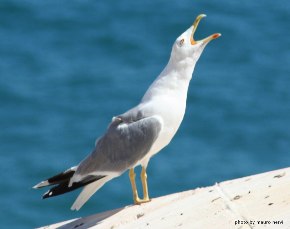 photo "singer" tags: nature, 