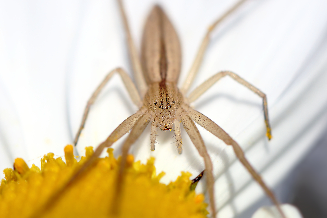 photo "Тибеллюс узкий, крабовый (Tibellus oblongus)" tags: macro and close-up, nature, misc., ahilodromidae, arachnida, crab, philodromidae, spiders, арахниды, пауки, паукообразные, филодромиды, членистоногие