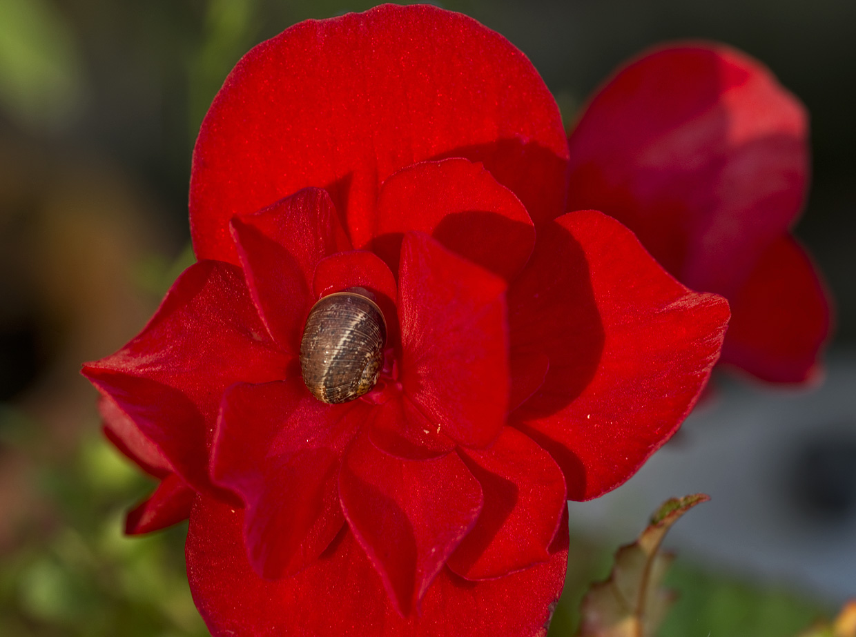 photo "***" tags: macro and close-up, 