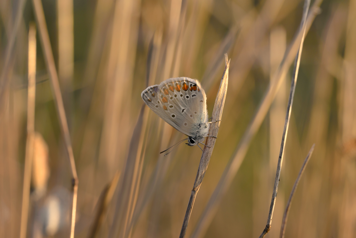 photo "***" tags: macro and close-up, 