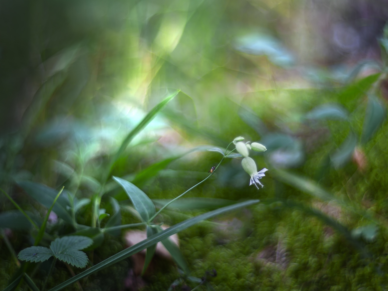 photo "***" tags: nature, macro and close-up, 