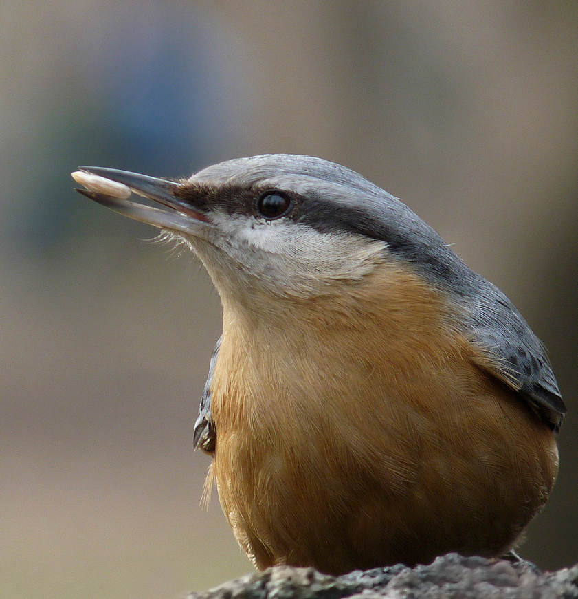 photo "***" tags: macro and close-up, portrait, wild animals