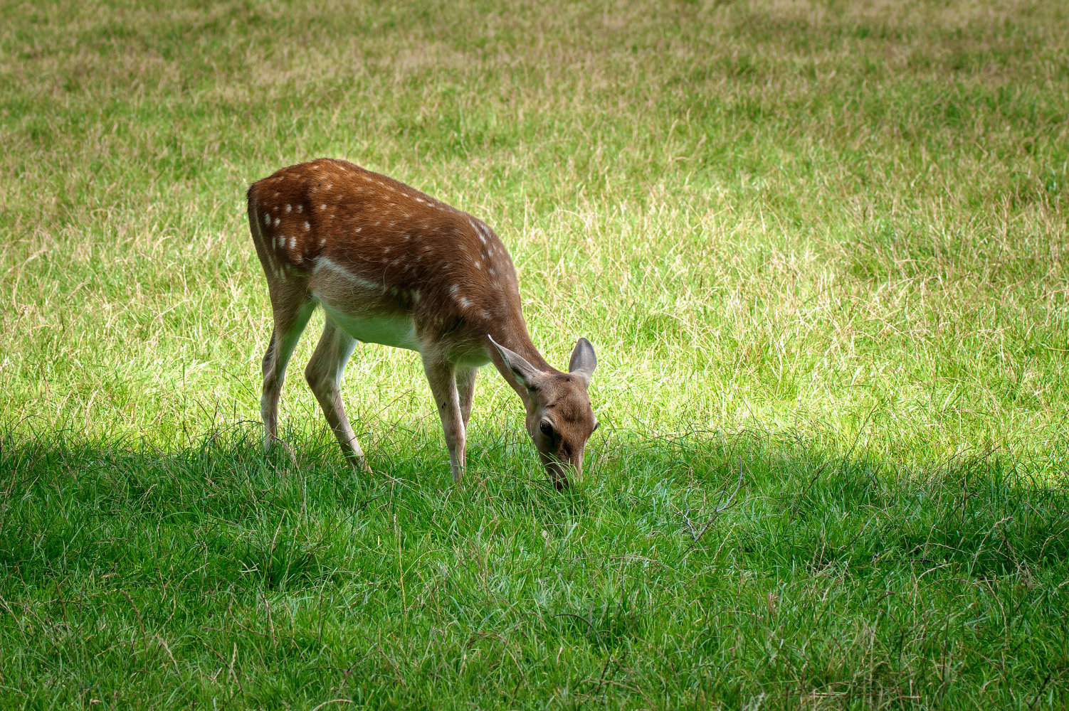 photo "***" tags: nature, 