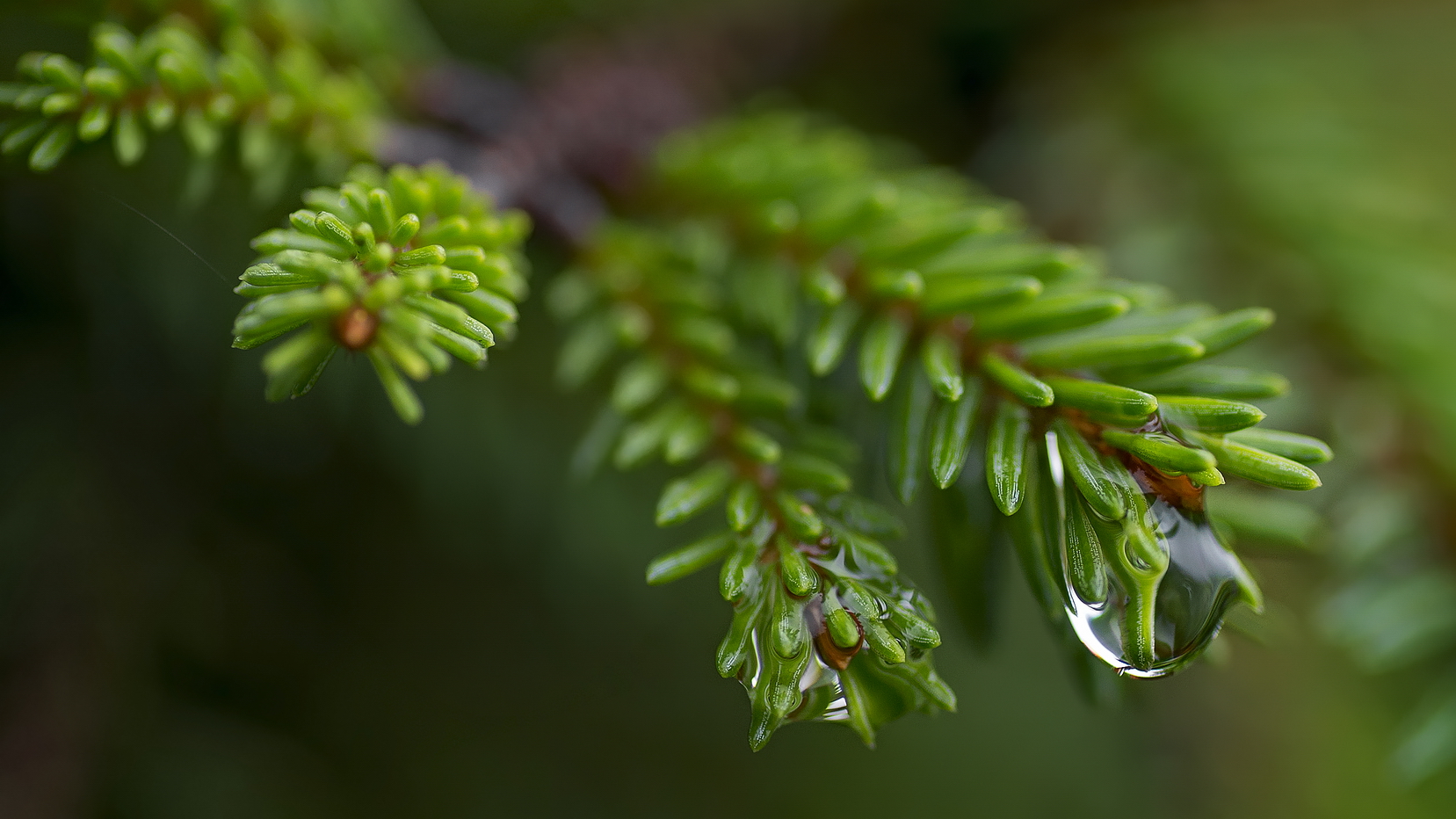 photo "***" tags: macro and close-up, nature, 