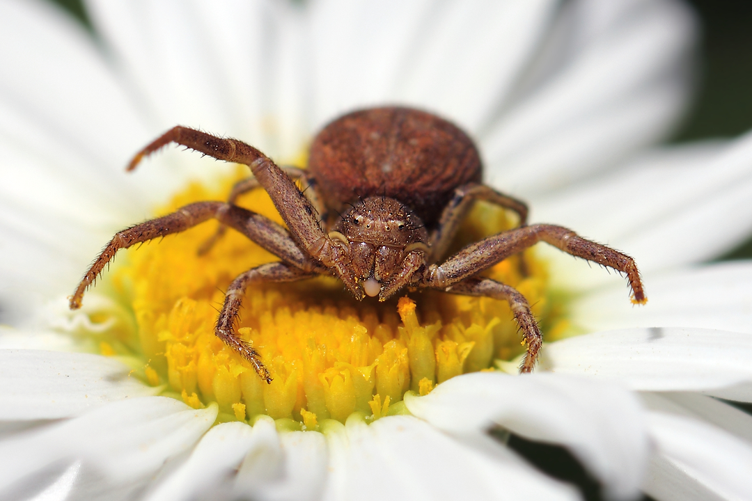 photo "Паук-волк (Lycosidae) на охоте" tags: macro and close-up, nature, misc., arachnida, hunting, spiders, wolf, арахниды, волки, пауки, паукообразные, членистоногие