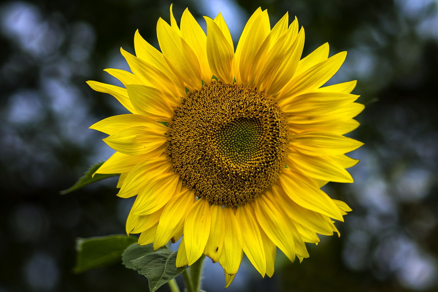 photo "***" tags: macro and close-up, nature, flowers, sunflower