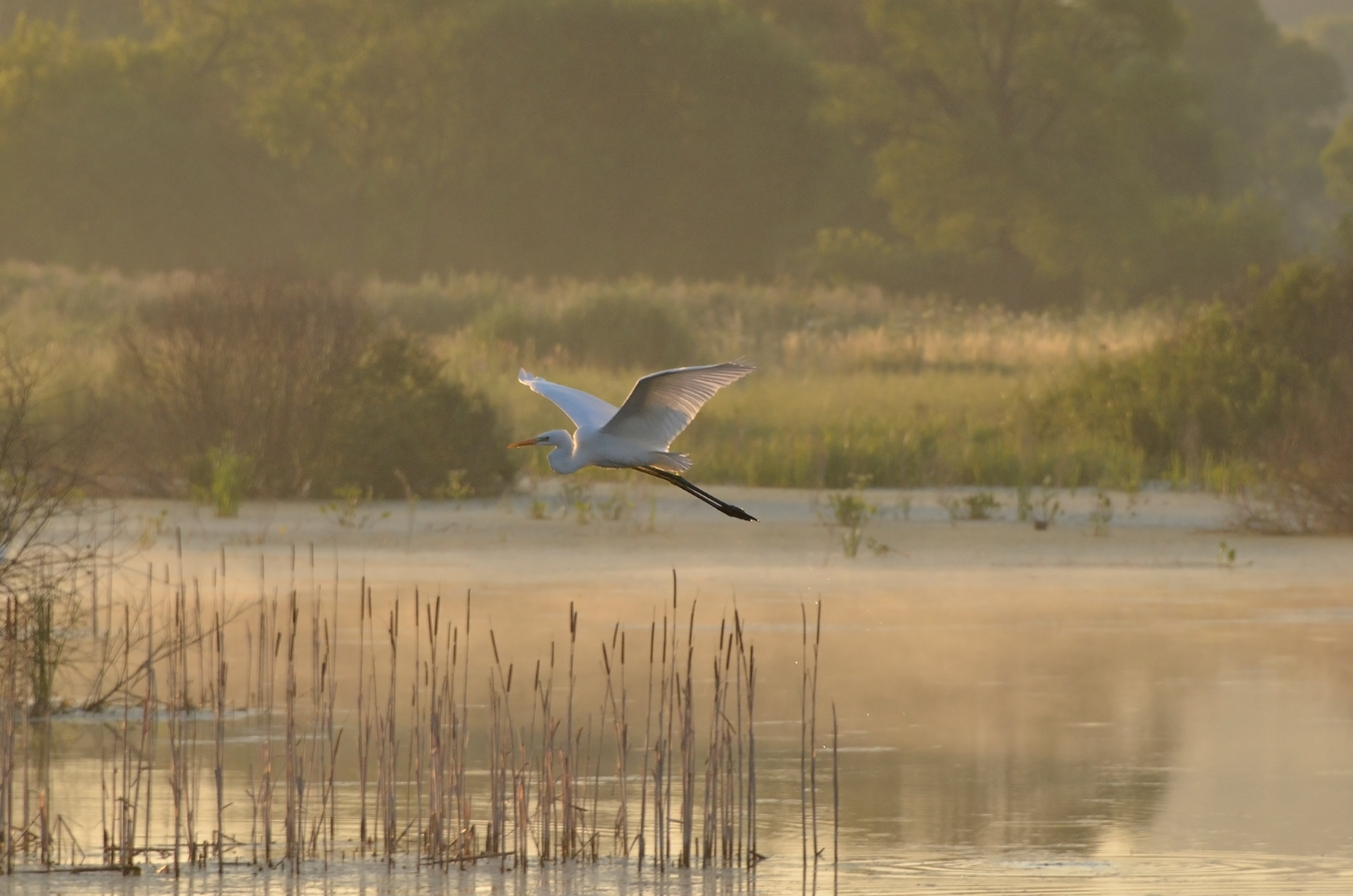 фото "Утренний полёт" метки: природа, озеро, птицы, туман, утро, цапли
