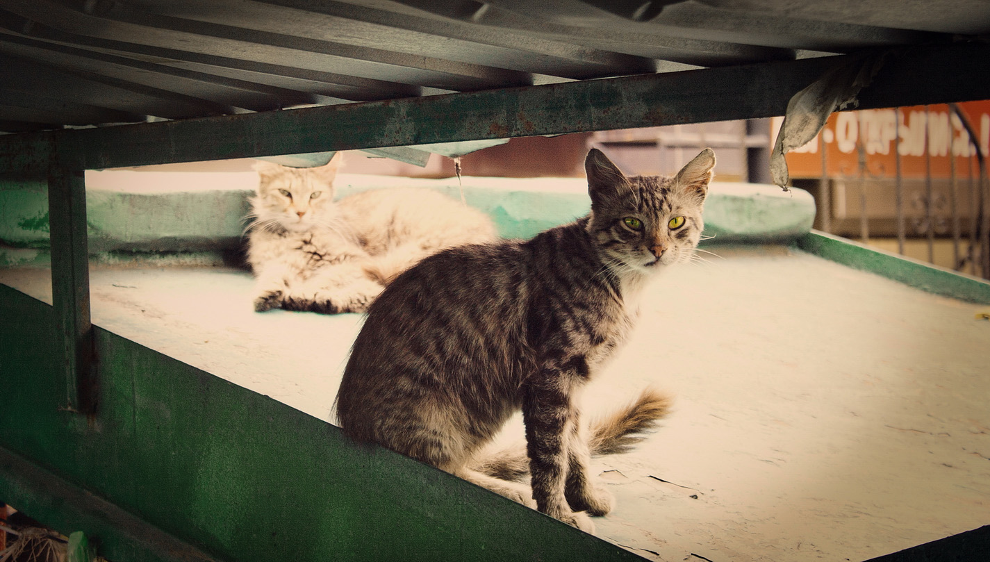 photo "ты нам не брат" tags: misc., street, city, cat, tomcat, животное, животные, коты, кошки