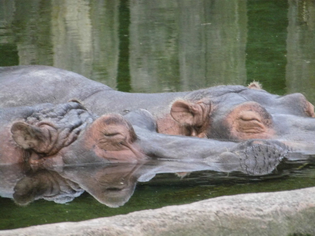photo "Animals" tags: reporting, 