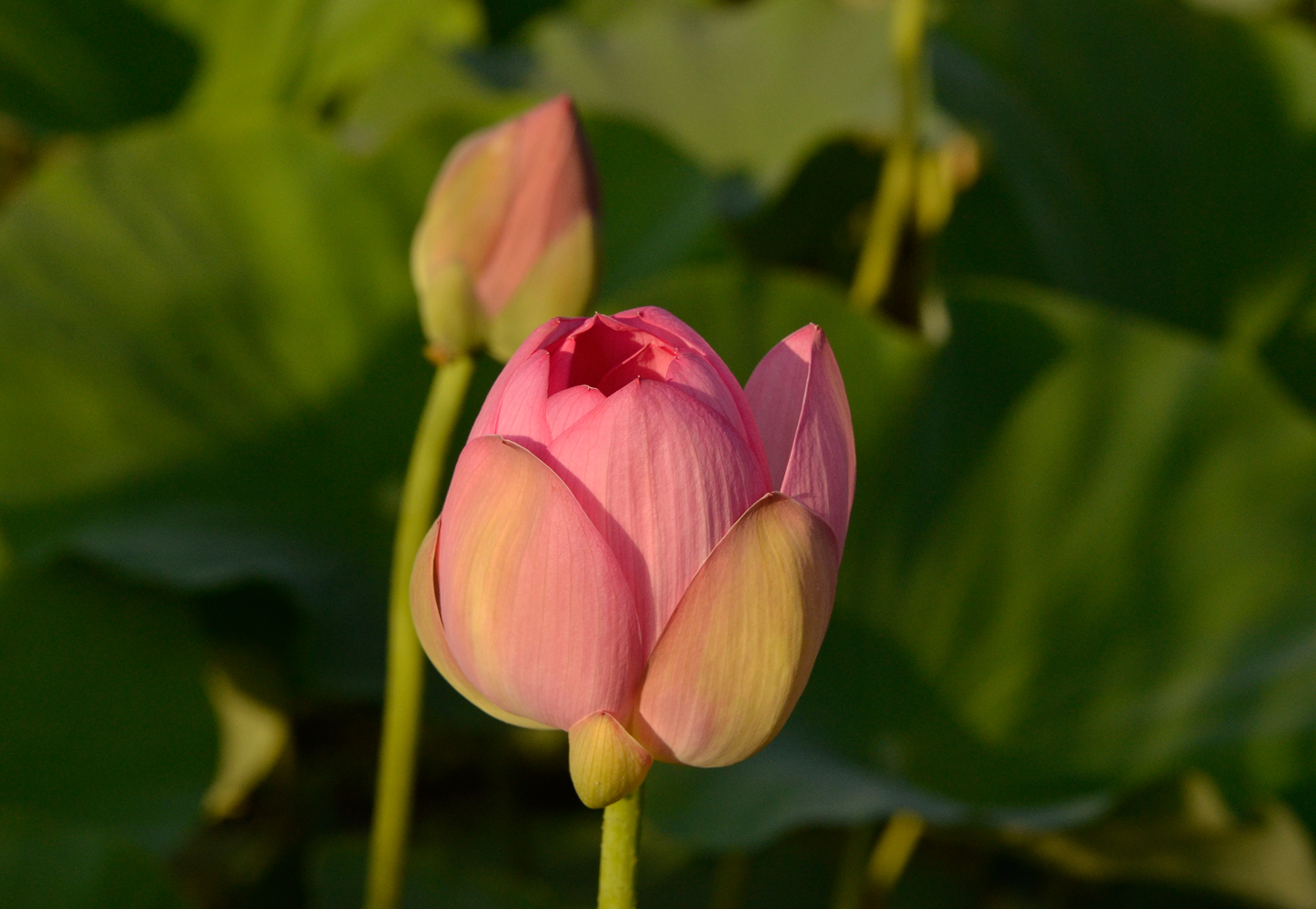 photo "***" tags: nature, flowers, summer, лотос