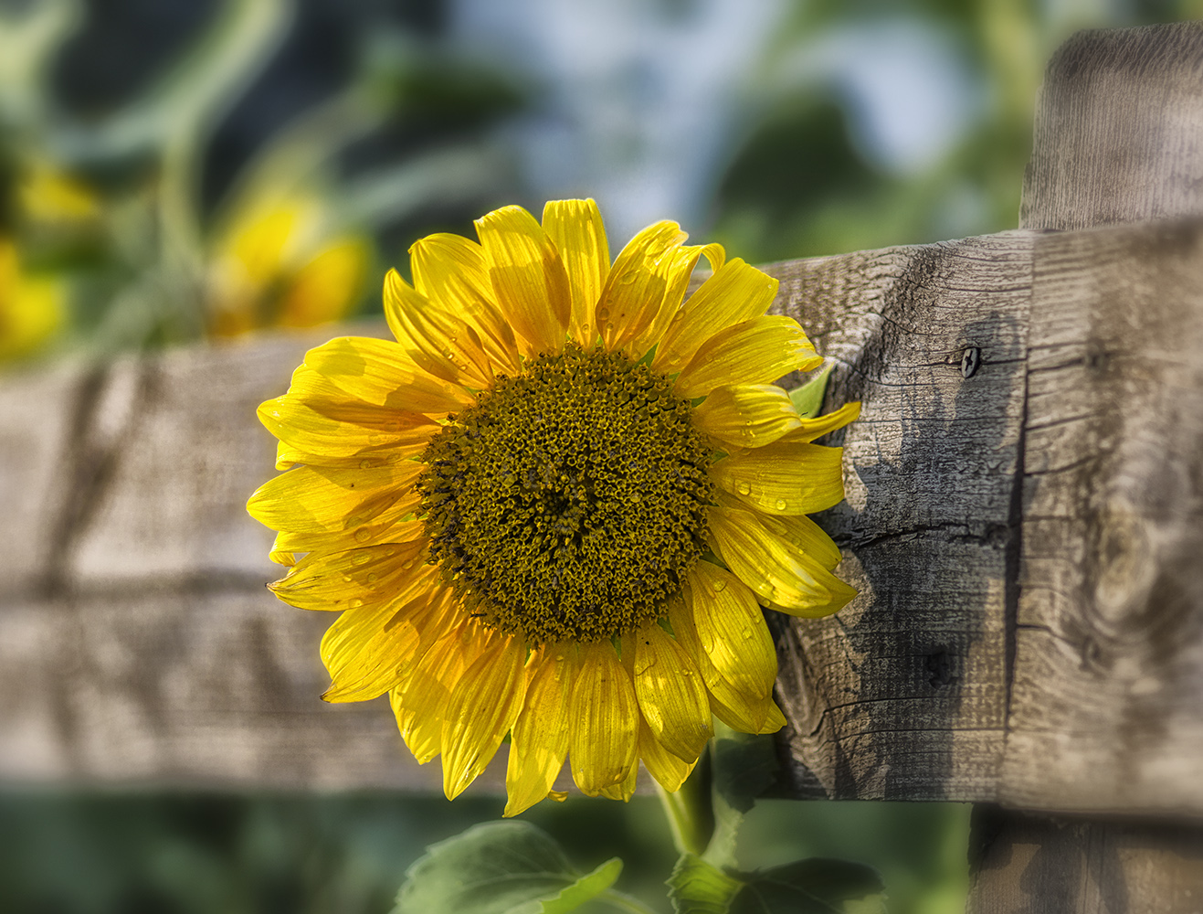 photo "***" tags: macro and close-up, flowers, summer, sunflowers, начало осени