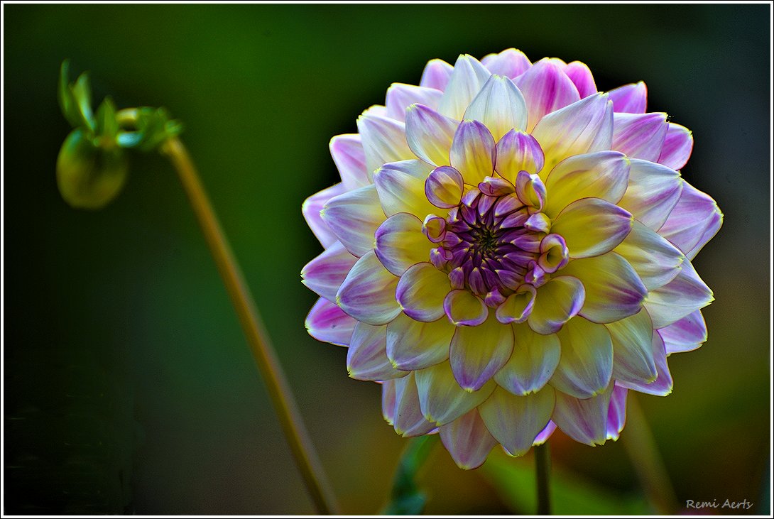 photo "***" tags: macro and close-up, nature, 