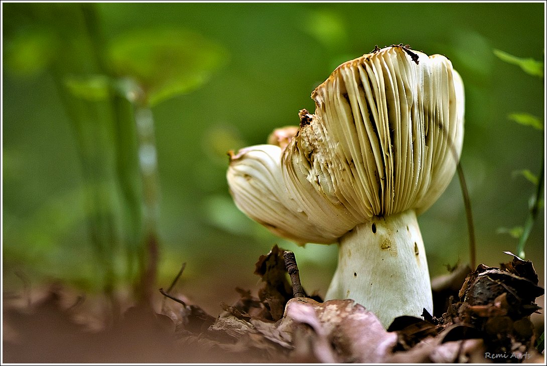 photo "***" tags: nature, macro and close-up, 