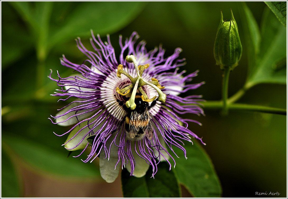 photo "***" tags: nature, macro and close-up, 