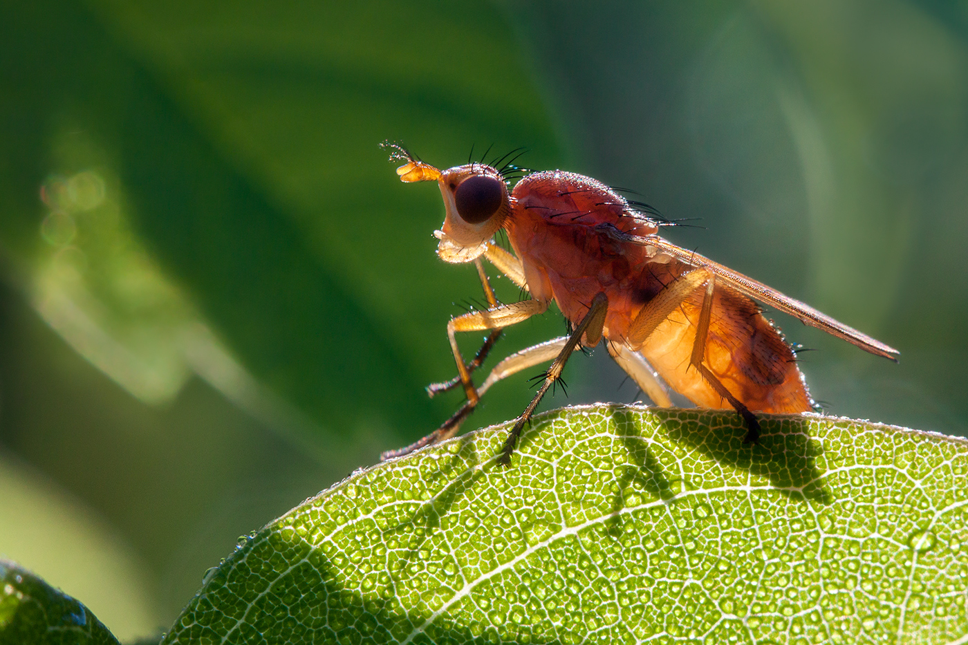 photo "***" tags: macro and close-up, 