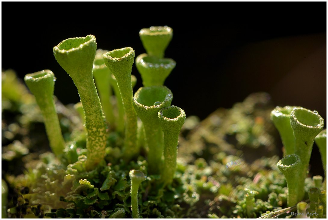 photo "cladonia fimbriata" tags: nature, macro and close-up, 