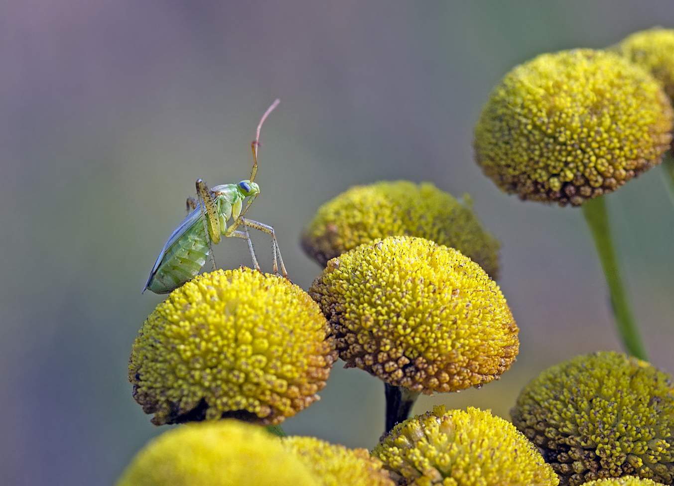 photo "***" tags: macro and close-up, 