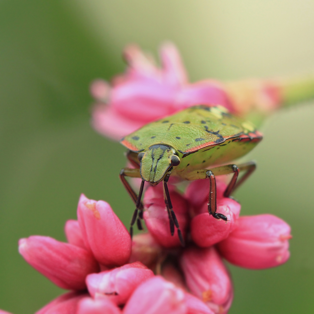 photo "***" tags: macro and close-up, nature, autumn, клоп