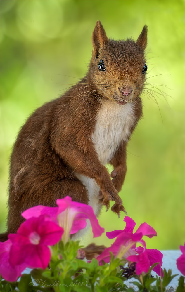 photo "Retrato con flores" tags: nature, Europe, autumn, forest, squirrel, wild animals, фауна