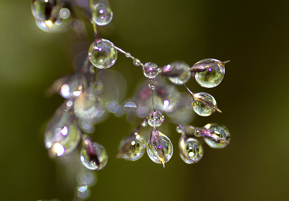 photo "Dew" tags: macro and close-up, 