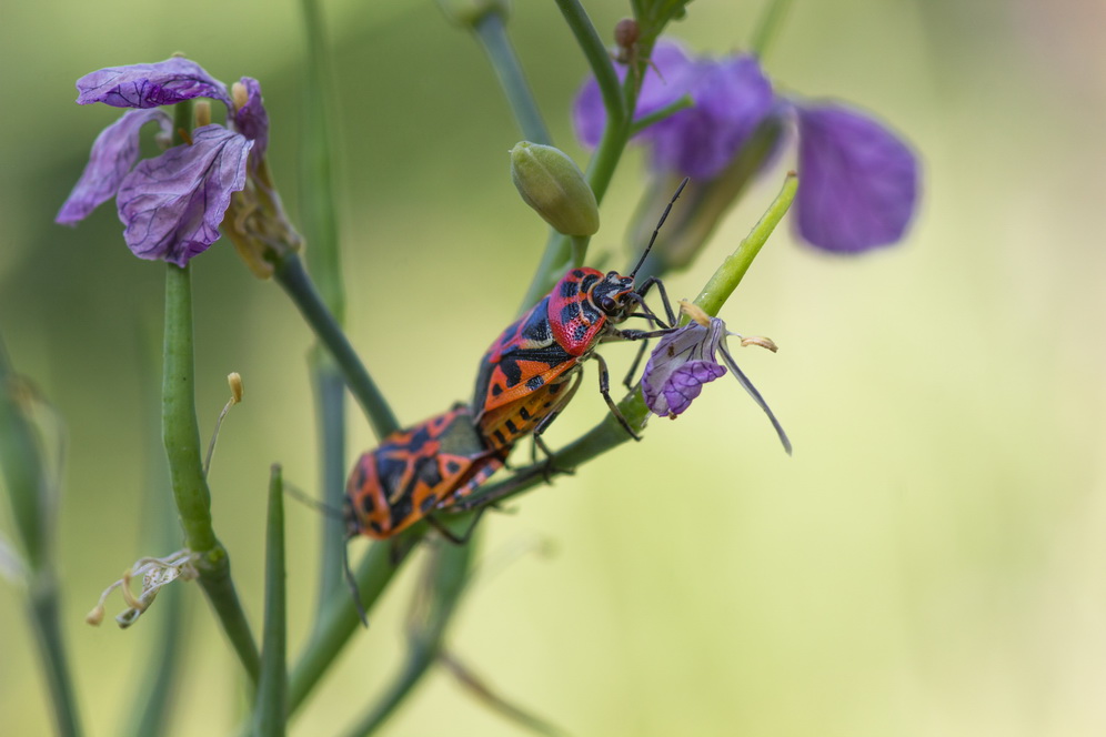 photo "***" tags: macro and close-up, 