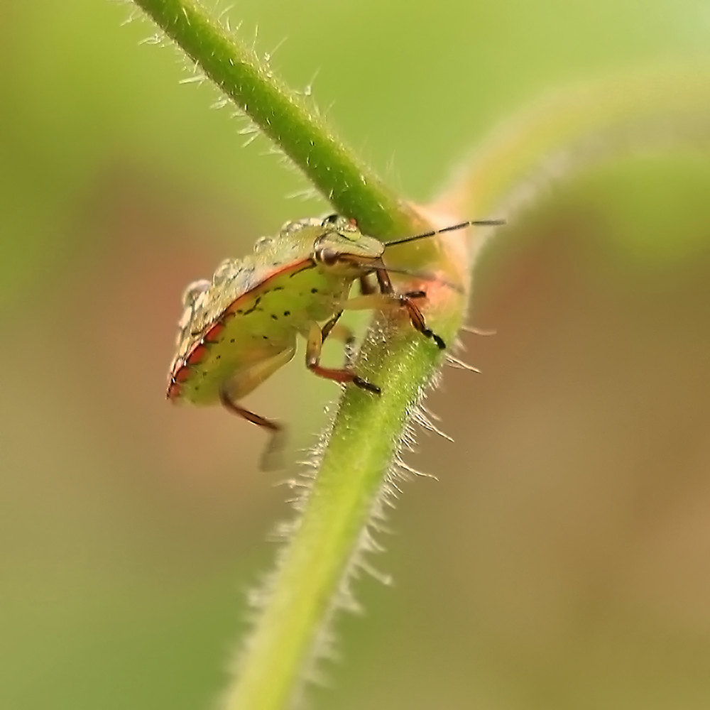 photo "***" tags: macro and close-up, nature, autumn, клоп