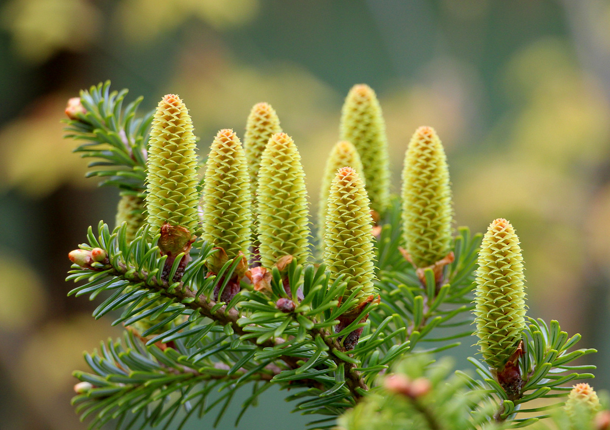 photo "***" tags: nature, street, macro and close-up, 