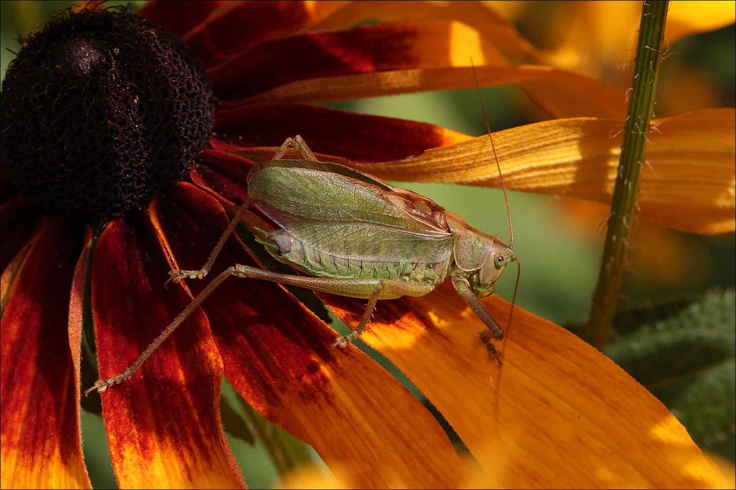 photo "***" tags: macro and close-up, 